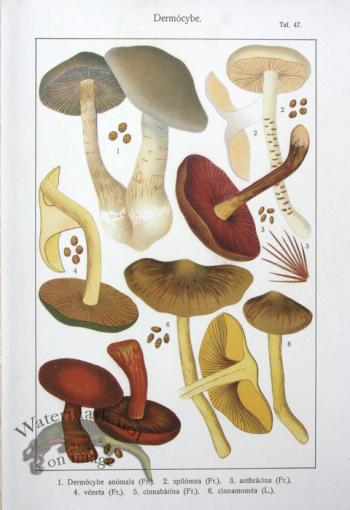 SMS Mushroom 03